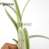 Gambar Tillandsia Intermedia dari iplant indonesia undefined 4 Tokopedia
