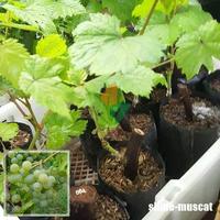 Gambar Bibit Anggur Import New shine Muscat dari bibit anggur hijau undefined 2 Tokopedia