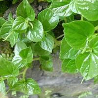 Gambar daun letumpang, suruhan atau sereh cina segar 100 gram dari Negeriku-Rempah undefined 2 Tokopedia