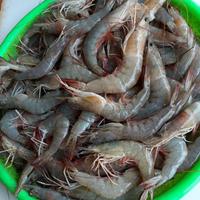 Gambar Udang tiger udang pancet udang windu - 1000 gram dari Aneka Sayuran Segar undefined 1 Tokopedia