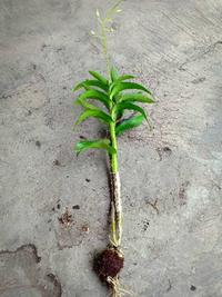 Gambar anggrek dendro dendrobium superbiens superbin superbien dewasa dari PESONA FLOWER undefined 3 Tokopedia
