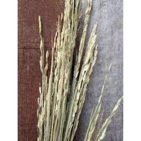 Gambar BB 10-15 TANGKAI BUNGA PADI KERING - DRIED PADI HIASAN RUSTIC dari COSE SHOP9 undefined 2 Tokopedia
