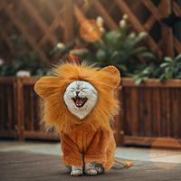 Gambar Rypet Dog Lion Costume Pet Clothes for Halloween Party Simulation dari Pets USA undefined 2 Tokopedia