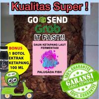 Gambar DAUN KETAPANG LAUT 1 KG dari Sila Utama undefined 1 Tokopedia