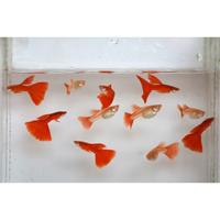 Gambar Ikan hias guppy albino full red AFR gopi putih gupi albino merah goppi - jantan dari standfish27 undefined 4 Tokopedia