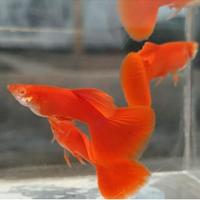 Gambar Ikan hias guppy albino full red AFR gopi putih gupi albino merah goppi - jantan dari standfish27 undefined 3 Tokopedia