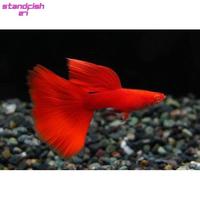 Gambar Ikan hias guppy albino full red AFR gopi putih gupi albino merah goppi - jantan dari standfish27 undefined 1 Tokopedia