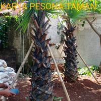 Gambar pohon lontar 2 meter dari KARYA PESONA TAMAN undefined 1 Tokopedia