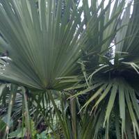 Gambar pohon palem sinensis, Tinggi 2 meter. Wa: 081545816799 dari KARYA PESONA TAMAN undefined 3 Tokopedia