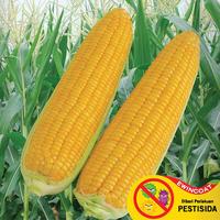 Gambar cap panah merah Benih Jagung Manis Bonanza now F1 Isi 200 Biji - dari Sila Utama undefined 3 Tokopedia