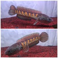 Gambar Channa Aurantimaculata Bar simetris 22-24cm dari Papa Aquatic undefined 1 Tokopedia