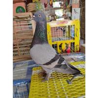 Gambar BISA COD merpati dara blorok tinggian bahan Burung giring kolongan dari eva shopp- undefined 4 Tokopedia
