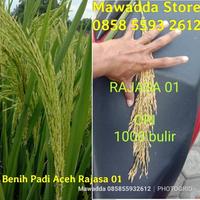 Gambar Bibit Padi Rajasa 01 Benih Padi Unggul BLT138 dari RIANA ST00RE undefined 2 Tokopedia