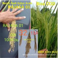 Gambar Bibit Padi Rajasa 01 Benih Padi Unggul BLT138 dari RIANA ST00RE undefined 1 Tokopedia