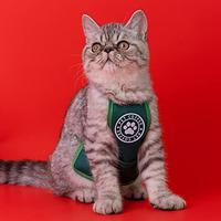 Gambar MIANHUATANG Pet Apron Saliva Towelï¼ŒHalloween cat Clothes dari Pets USA undefined 1 Tokopedia