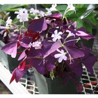 Gambar Tanaman Hias Semanggi Ungu - Kupu kupu Ungu indoor False Shamrock dari surgabunga undefined 1 Tokopedia