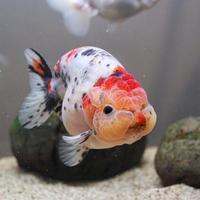 Gambar Ikan koki ranchu pancawarna maskoki gold fish goldfish dari standfish27 undefined 2 Tokopedia