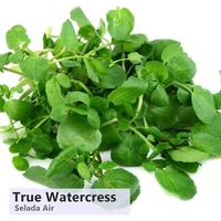 Gambar New Benih Bibit Biji Sayur True Watercress - Selada Air - Repack dari sempangan store undefined 5 Tokopedia