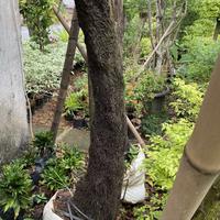 Gambar Tanaman Hias Pakis Monyet Tinggi 3 Meter dari NJ_landscape undefined 2 Tokopedia
