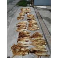 Gambar EGI Ekor Sapi Tanpa Garam Sudah Dibelah Gubat Bubat Rambut Reog Ponoro dari Egidyan Shop Mumer undefined 2 Tokopedia