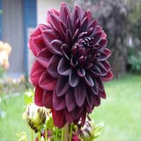 Gambar New 1 Benih Dahlia Arabian Night dari Planet Stored undefined 1 Tokopedia