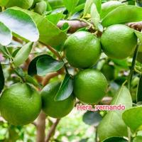 Gambar Terlaris Bibit Jeruk Nipis Sudah Berbuah Tanaman Jeruk Nipis Super dari Planet Stored undefined 1 Tokopedia