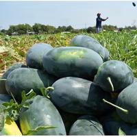 Gambar New Benih Buah Semanka Kuning Lonjong Bibit Buah Semangka Kuning Oval dari Planet Stored undefined 2 Tokopedia
