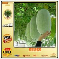 Gambar Sale Biji Benih Beligo Baligo Bligo /15 Biji dari Planet Stored undefined 4 Tokopedia