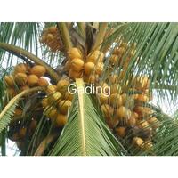 Gambar Bibit Kelapa Gading Random || Siap Tanam/Bahan Bonsai #Murah dari Bibitku Jaya Group undefined 2 Tokopedia