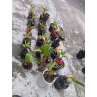 Gambar Bibit Kelapa Gading Random || Siap Tanam/Bahan Bonsai #Murah dari Bibitku Jaya Group undefined 4 Tokopedia