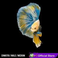 Gambar Cupang Hias Halfmoon Biru Kuning / Betta Fish Halfmoon Blue Yellow Mix dari pengepul ikanhias undefined 2 Tokopedia