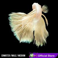 Gambar Cupang Hias Halfmoon White Solid Male / Betta Fish Halfmoon dari pengepul ikanhias undefined 3 Tokopedia