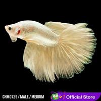 Gambar Cupang Hias Halfmoon White Solid Male / Betta Fish Halfmoon dari pengepul ikanhias undefined 4 Tokopedia