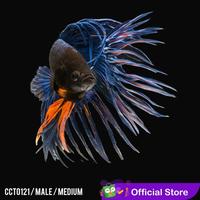 Gambar Cupang Hias Serit Blue Yellow / Biru Kuning / Betta Fish Crowntail dari pengepul ikanhias undefined 2 Tokopedia