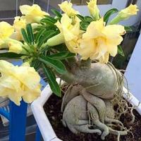 Gambar BUNGA CANTIK PROMO tanaman hias adenium'/kamboja jepang bunga kuning dari azzela tanaman hias undefined 5 Tokopedia