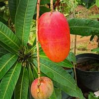 Gambar Bibit Mangga Miyazaki Import Asli Jepang dari Tanduran id undefined 2 Tokopedia