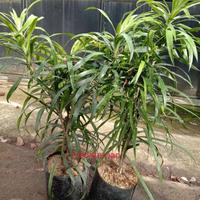 Gambar Tanaman Daun Suji Bibit Pohon Suji Herbal dari Mafia Snack IM undefined 2 Tokopedia