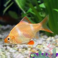 Gambar Sumatera Albino / Sumatra Albino Tiger Barb / Ikan Hias Aquascape dari standfish27 undefined 1 Tokopedia