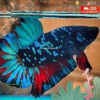 Gambar ikan cupang plakat avatar gordon - grade A - grade A dari localpride27 undefined 1 Tokopedia