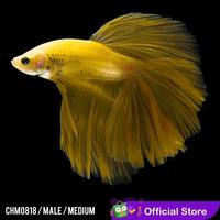 Gambar Cupang Hias Halfmoon Full Yellow / Betta Fish Halfmoon dari pengepul ikanhias undefined 1 Tokopedia