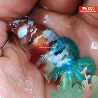 Gambar ikan cupang betina multicolor siap breed medium dari localpride27 undefined 1 Tokopedia