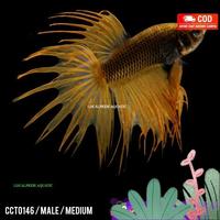 Gambar Cupang Hias Serit Kuning / Yellow / Betta Fish Crowntail / Male - CCT0146 dari localpride27 undefined 5 Tokopedia