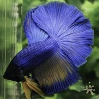 Gambar IKAN CUPANG GIANT HALFMOON ROSETAIL dari pengepul ikanhias undefined 1 Tokopedia
