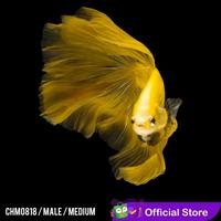 Gambar Cupang Hias Halfmoon Full Yellow / Betta Fish Halfmoon dari pengepul ikanhias undefined 3 Tokopedia