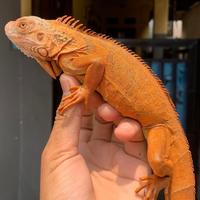 Gambar SUPER RED IGUANA / Reptil / Hewan Peliharaan dari Reptiler Gabut undefined 2 Tokopedia