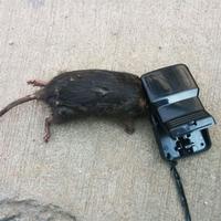 Gambar Jebakan Tikus JONI CAT ORIGINAL Perangkap Besar ASLI dari ghazet undefined 4 Tokopedia