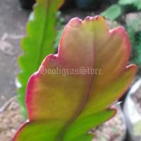 Gambar tanaman hias wijaya kusuma kembang merah dari Doks Taman Store undefined 3 Tokopedia