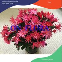 Gambar tanaman bunga wijaya kusuma merah wijaya kepiting dari Doks Taman Store undefined 1 Tokopedia
