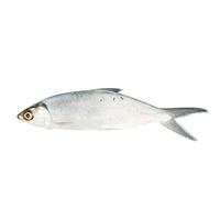 Gambar IKAN FRESH BANDENG SUPER 300 GR dari Hypermart Solo Hartono undefined 1 Tokopedia