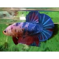 Gambar TERBATAS CUPANG GIANT BO 5 CM. premium mkpartfish dari standfish27 undefined 2 Tokopedia